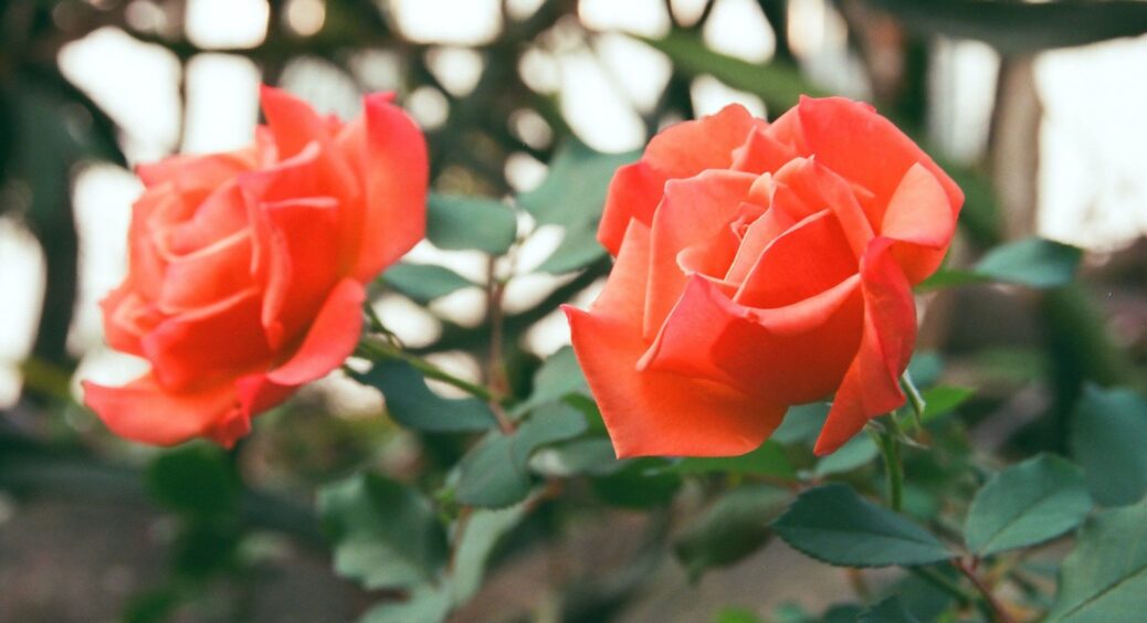 Троянди вам віддячать: зробила це із квітами напередодні заморозків і отримала величезну клумбу 