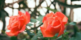 Як правильно укривати троянди на зиму