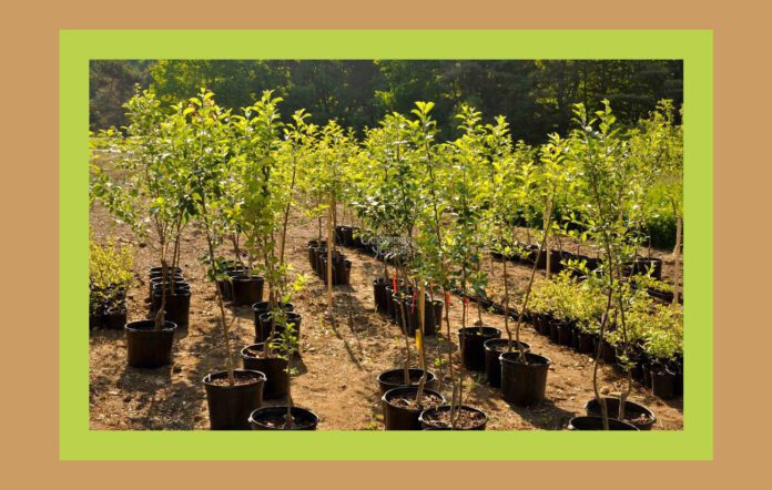 Осінь - ідеальний час для посадки чагарників і дерев на дачі