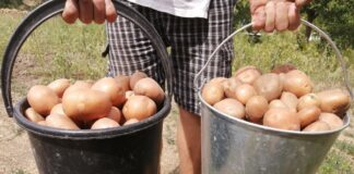 Чим не можна підживлювати картоплю: поради експертів