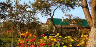 Експерти назвали головні помилки городників восени