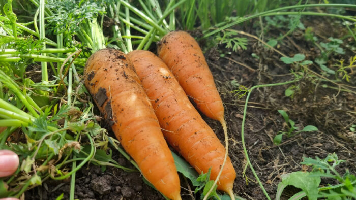 Експерти розповіли про найсолодші сорти моркви, які виростають смачними та соковитими