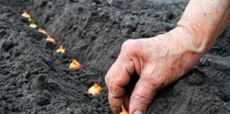 Які овочі посадити на городі під зиму