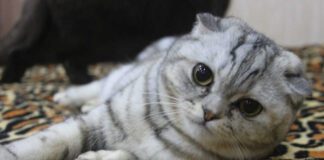 Цікаві факти про британських кішок: найкращі коти 