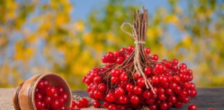 Як виростити калину у себе в саду