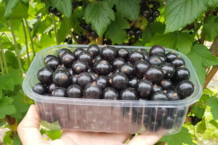 Який сорт смородини вибрати, щоб виростити смачні та солодкі ягоди