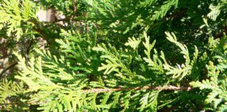 Експерти розповіли, навіщо висаджувати тую на городі