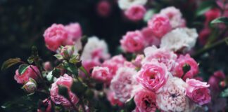  Садівники розповіли, як правильно зробити укорінення троянд 