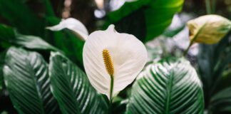 Рослини, які притягують позитивну енергетику