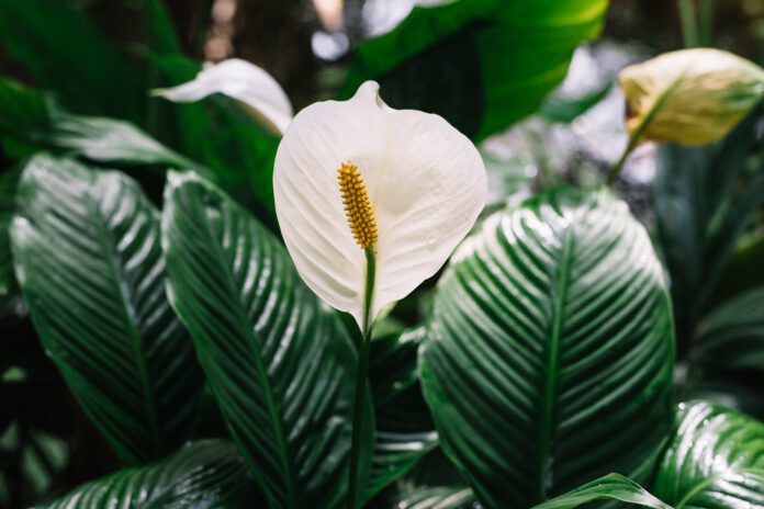 Рослини, які притягують позитивну енергетику Рослини, які притягують позитивну енергетику