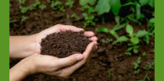 Як підготувати грунт перед посадкою: простий спосіб