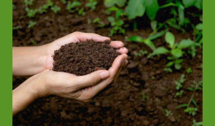 Як підготувати грунт перед посадкою: простий спосіб