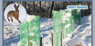 Поради досвідчених дачників: способи захисту молодих дерев від гризунів і зайців взимку