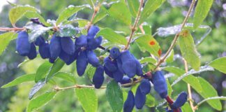 Садівники розповіли, як збільшити плодоношення жимолості