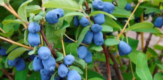 Експерти розповіли, як вирощувати жимолость в саду