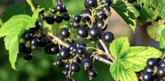 Як правильно обрізати кущі смородини восени