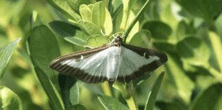 Як ефективно та гуманно боротися з самшитовою вогнівкою 