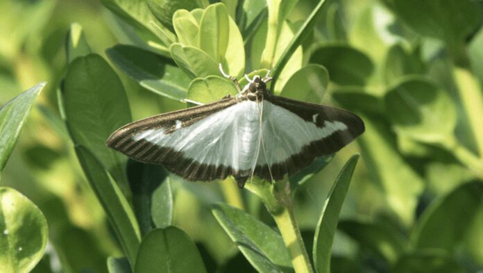 Як ефективно та гуманно боротися з самшитовою вогнівкою 