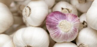 Фермер розповів, як приготувати добриво для озимого часнику