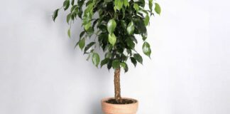 Експерти розповіли, як в домашніх умовах реанімувати фікус