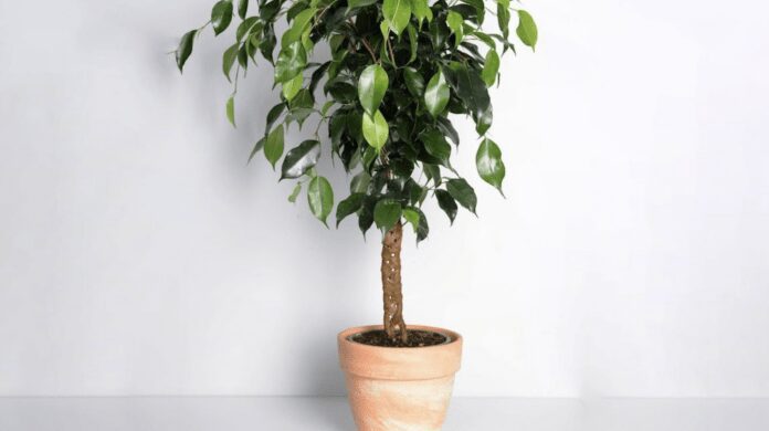 Експерти розповіли, як в домашніх умовах реанімувати фікус Експерти розповіли, як в домашніх умовах реанімувати фікус