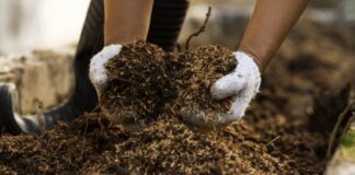 Яке добриво найкраще використати для підживлення яблуні