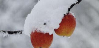 Чим підживити яблуню перед зимовими морозами