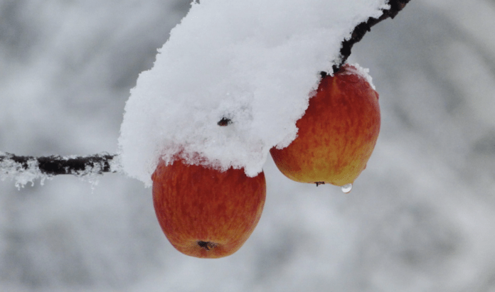 Чим підживити яблуню перед зимовими морозами