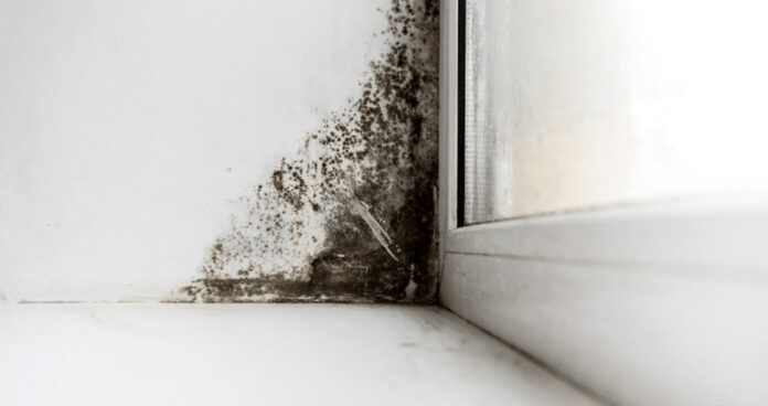 Як ефективно позбутися плісняви на вікнах та підвіконні