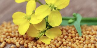 Експерти назвали найкращий сидерат для підживлення грядок у жовтні