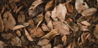 Як використати опале листя на городі з користю
