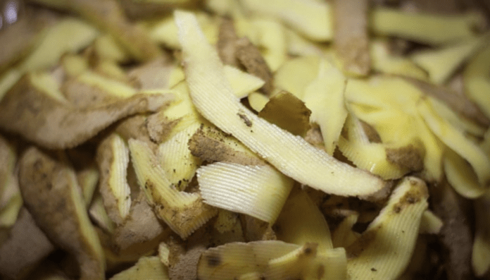 Як приготувати якісне добриво з очистків картоплі 