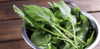 Корисні властивості щавлю на городі 