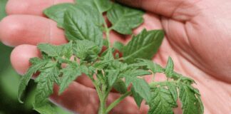 Городники розповіли, як використати бадилля з користю для культур