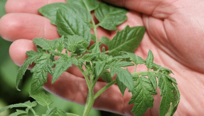 Городники розповіли, як використати бадилля з користю для культур