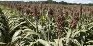 Що посадити на ділянці, щоб підвищити родючість ґрунту 