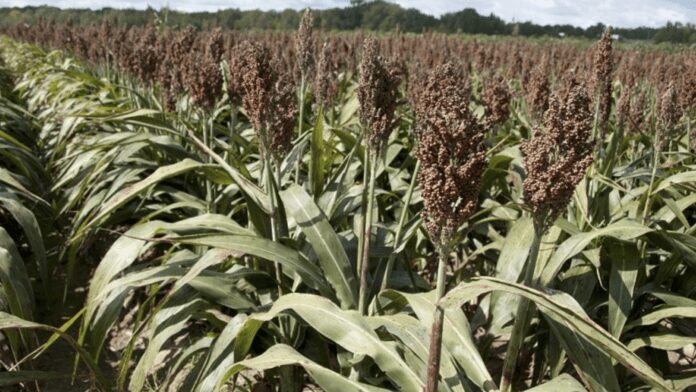 Що посадити на ділянці, щоб підвищити родючість ґрунту 