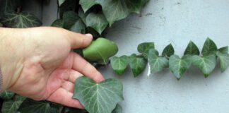 Експерти розповіли про найшкідливіші рослини, які завдають шкоди вашому саду