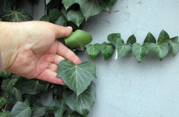 Експерти розповіли про найшкідливіші рослини, які завдають шкоди вашому саду Експерти розповіли про найшкідливіші рослини, які завдають шкоди вашому саду