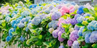 Садівник розповів, чим підживити гортензії для постійного цвітіння