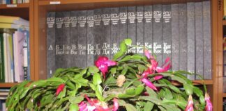 Експерти розповіли, як доглядати за різдвяником і чим поливати