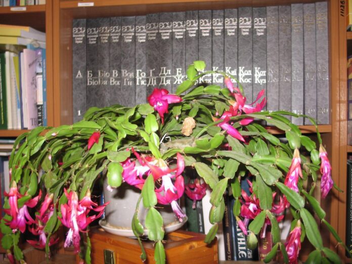 Експерти розповіли, як доглядати за різдвяником і чим поливати Експерти розповіли, як доглядати за різдвяником і чим поливати