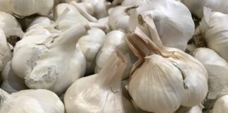 Городник розповів, як підживлювати часник для врожайності