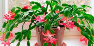 Експерти розповіли, як апельсин допоможе декабристу зацвісти