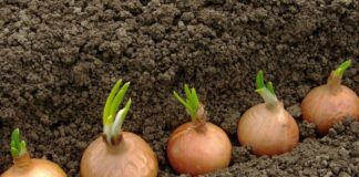 Як виростити солодку салатну цибулю 