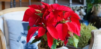 Експерти розповіли, як розбурхати пуансетію до бутонізації