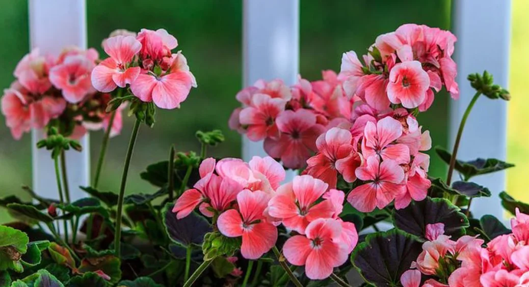 Ось що не любить герань: шкодую, що не знала цього раніше, зате тепер квітка цвіте як ніколи пишно 