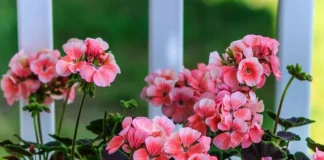 Садівники розповіли про цікаву техніку обрізання герані – 5 вузлів