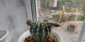 Експерти розповіли, що робити, якщо кактус почав гнити 