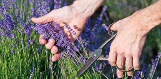 Як правильно обрізати квіти лаванди